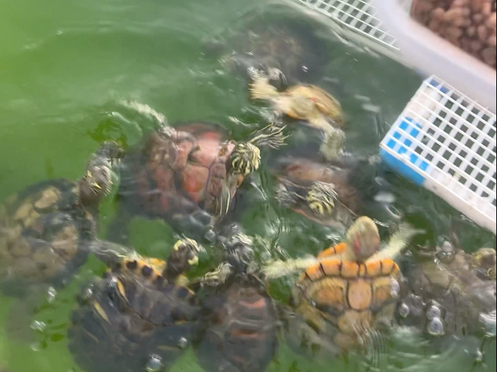 今天是近距离哦～每只都是近～距～离～哦～～太可爱了嘿嘿