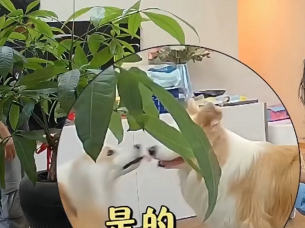 是的，我的小狗竟是恋爱脑。