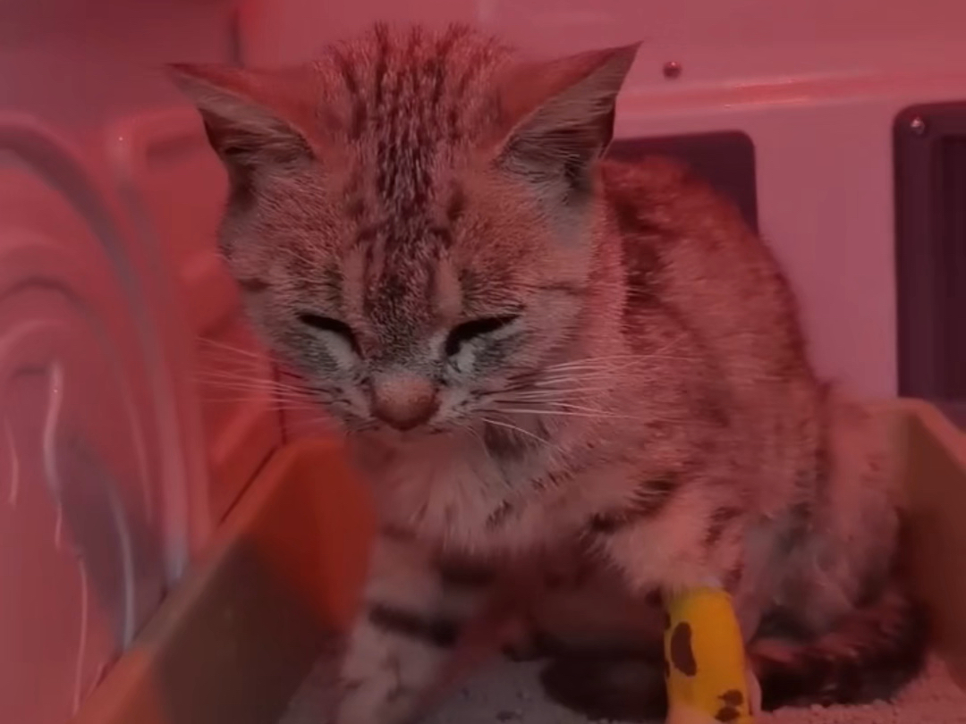 天津倒地猫妈妈，内伤很严重，每一口呼吸都难。但是她很坚强，我们
