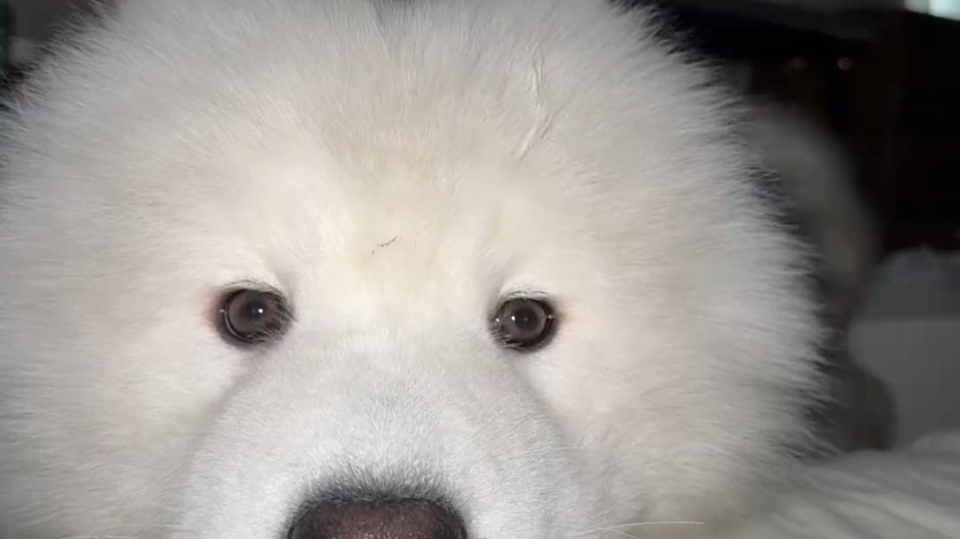 嘤嘤嘤纯享版狗狗