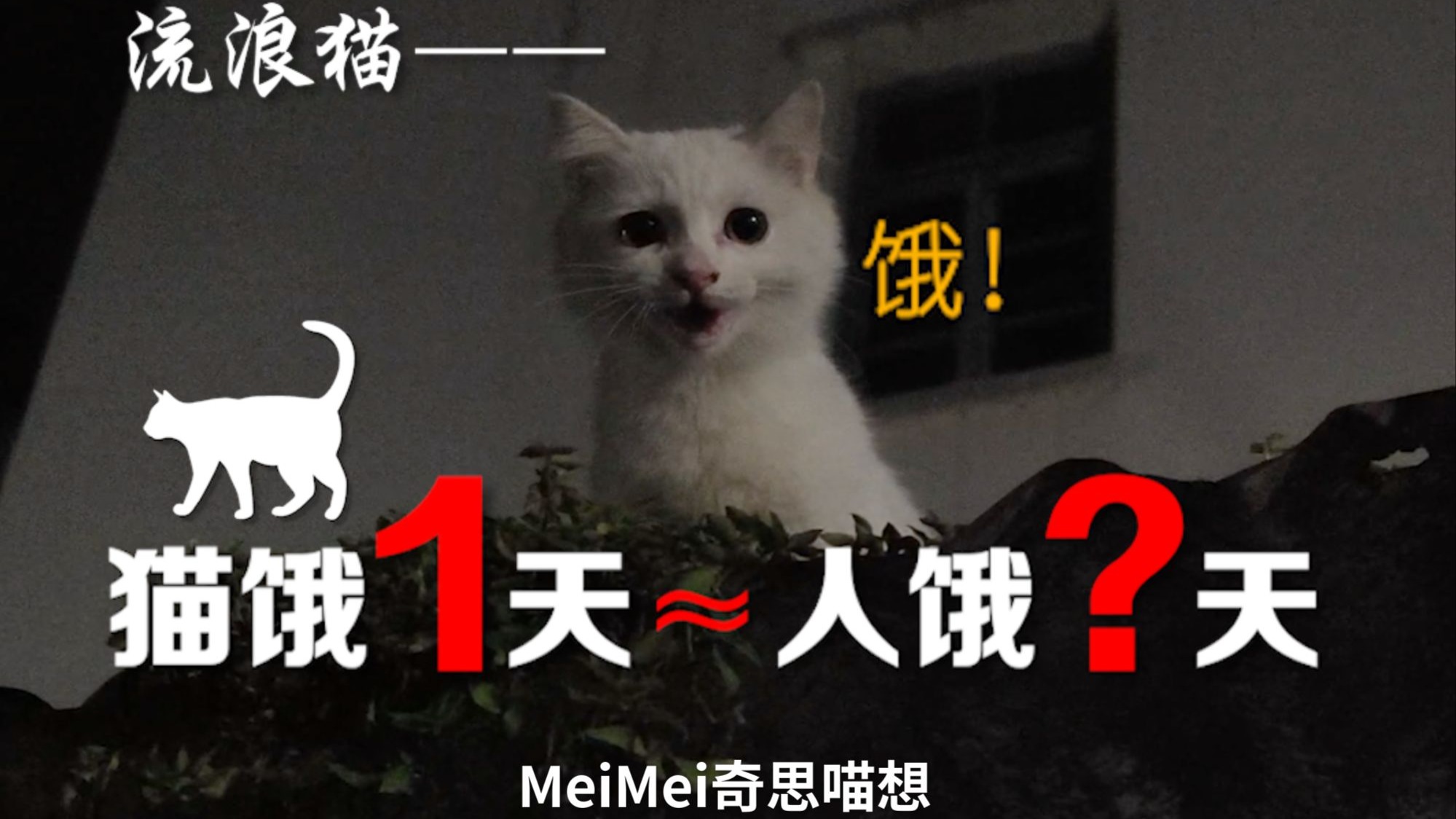 总有人问我，你喂流浪猫能从它身上得到什么...