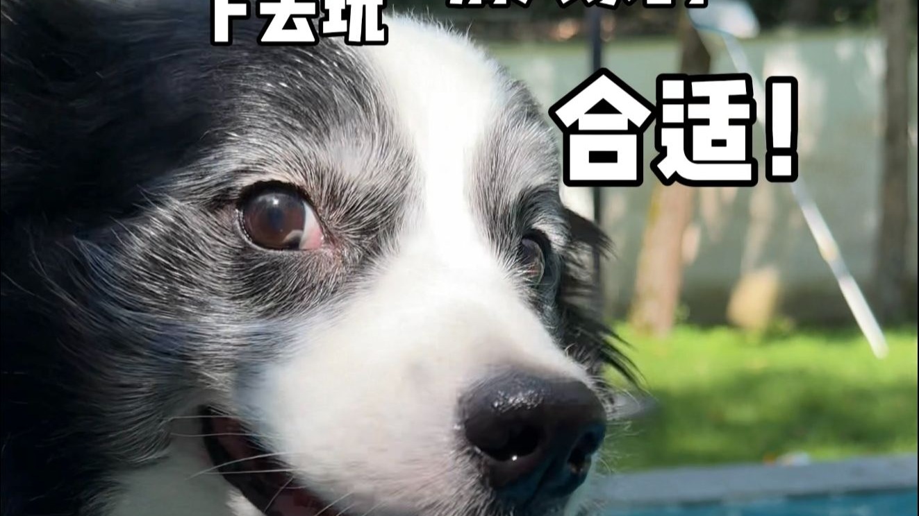 众所周知，养狗的人都是热心肠~