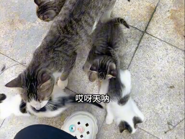 天呐，猫妈妈带着一窝娃来投奔了