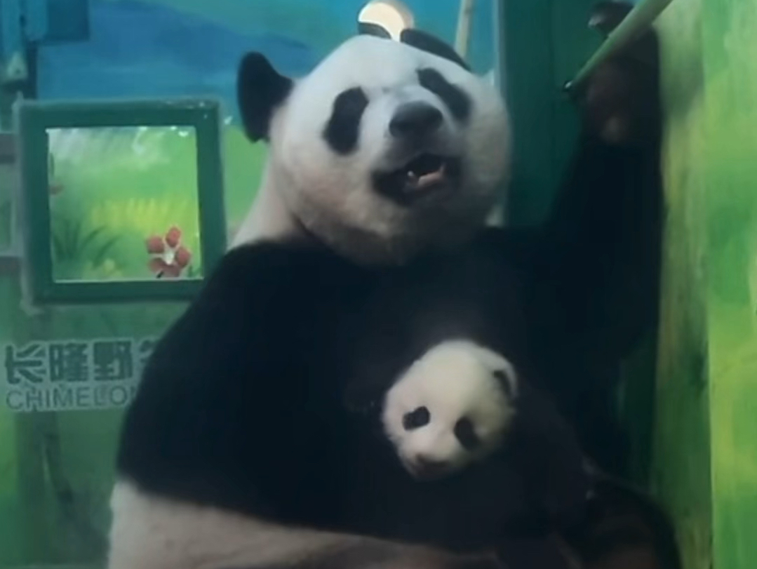 本视频甜度超标！超有爱的温馨画面！小妹猪慢慢长大啦～