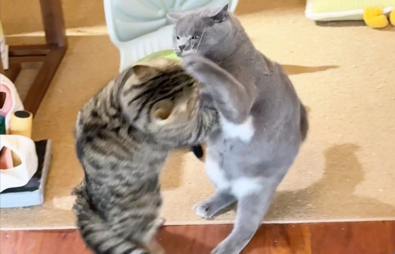 老子打死你！你妈不给我罐罐老子就揍你