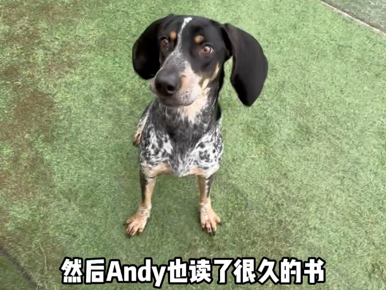 我的生活，也被小狗递上了一颗解药。