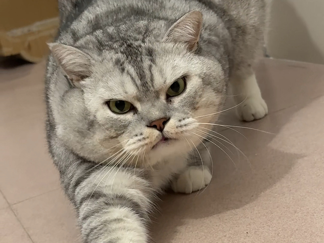 我起来大壮也跟着起来