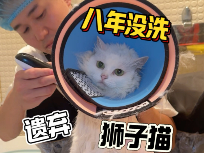 成都上门洗猫 八年没洗被遗弃的狮子猫！全身都是结就像盔甲一