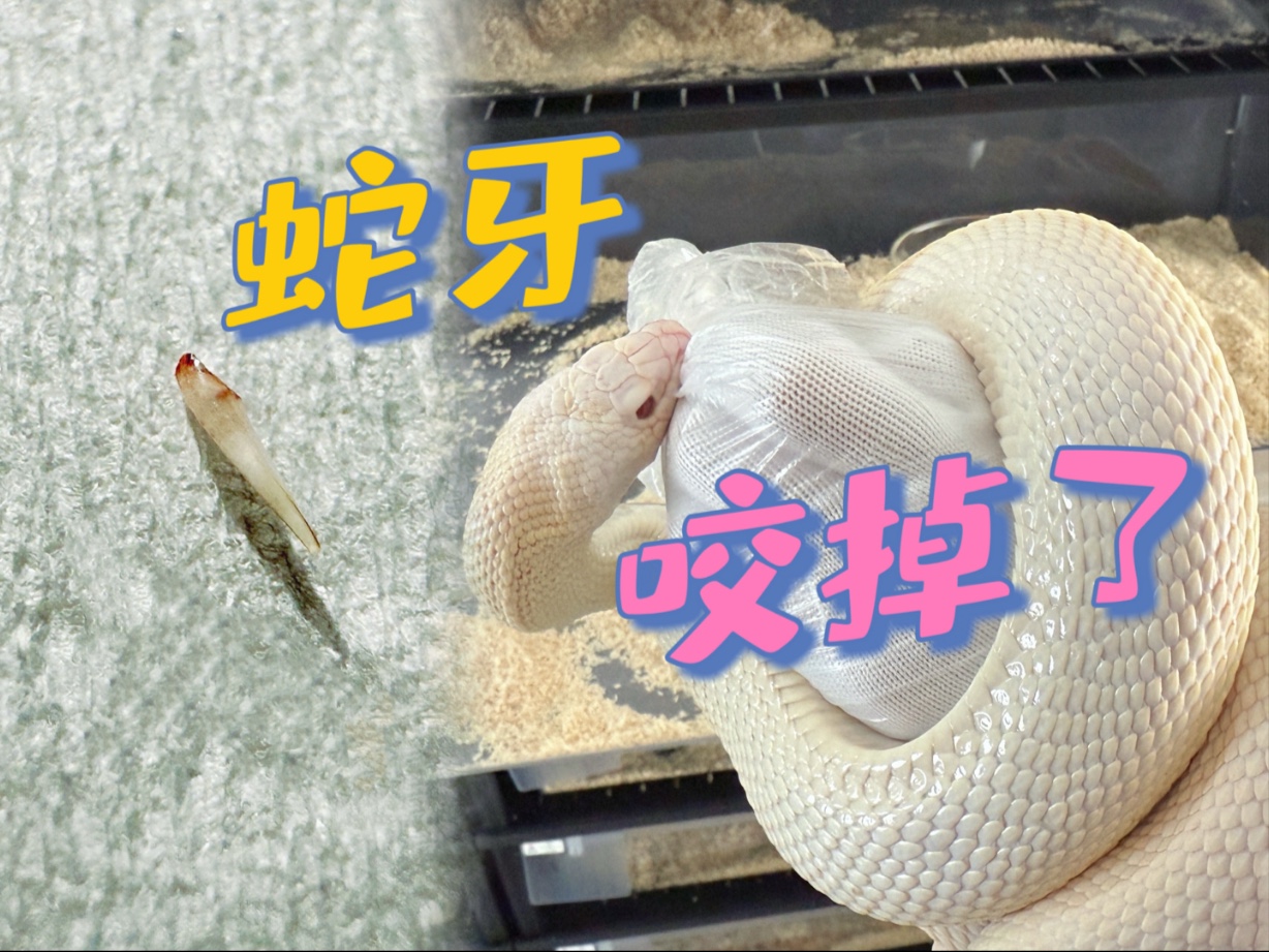 被牛蛇咬了一口，结果把蛇牙卡掉了…