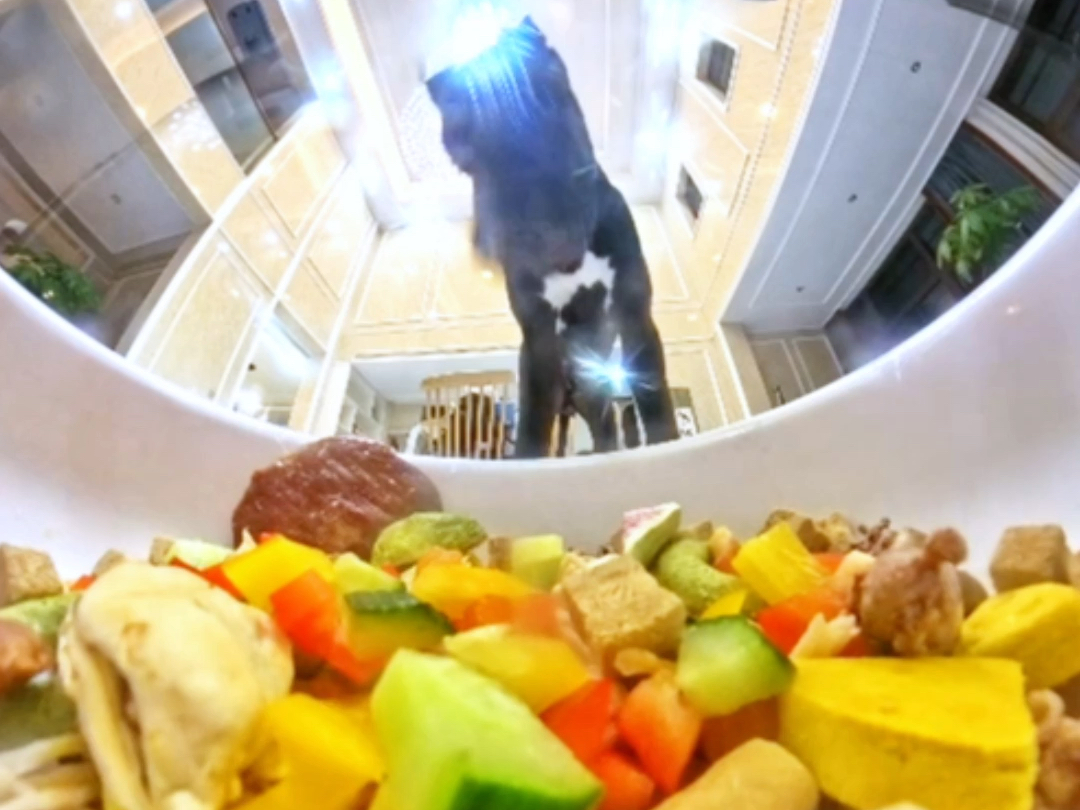 想不想沉浸式当一次狗粮？