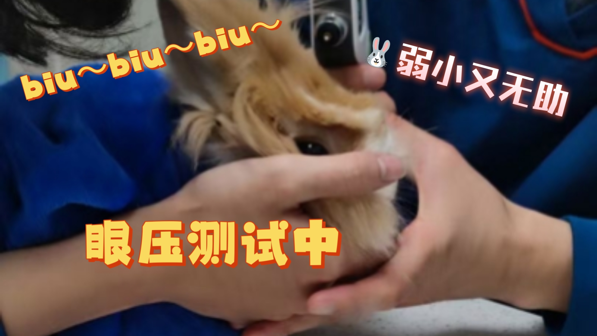 兔子瞎了几个月，我居然没有发现？？？