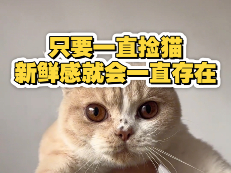 和流浪猫用猫粮建立起来的感情是非常的脆弱滴