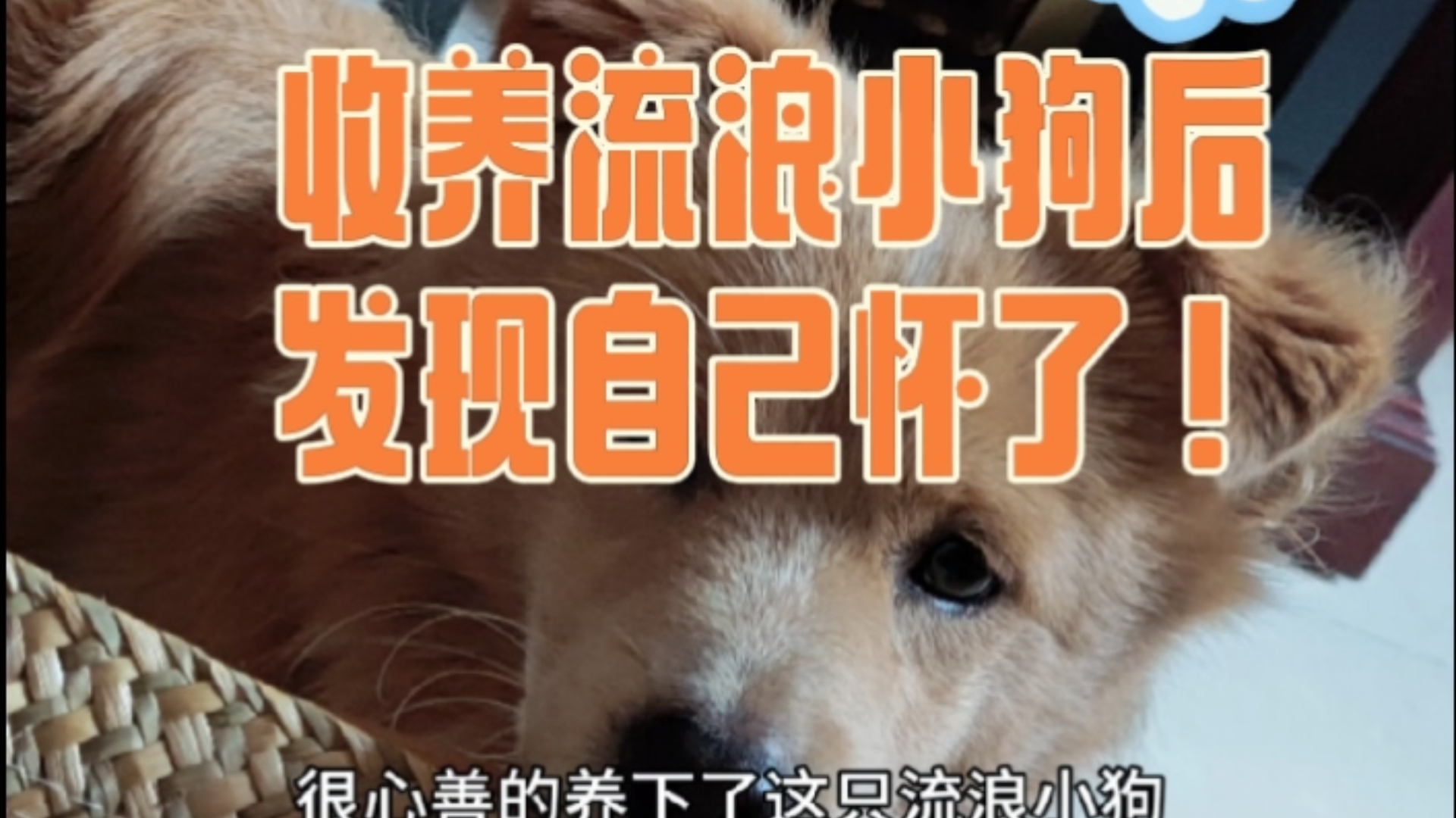 收养了流浪小狗一个多月后，发现自己怀了！