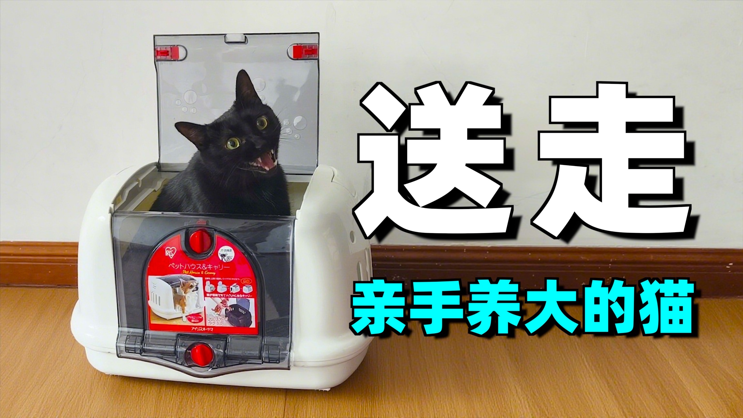 送走亲手养大的猫，却是迫不得已！