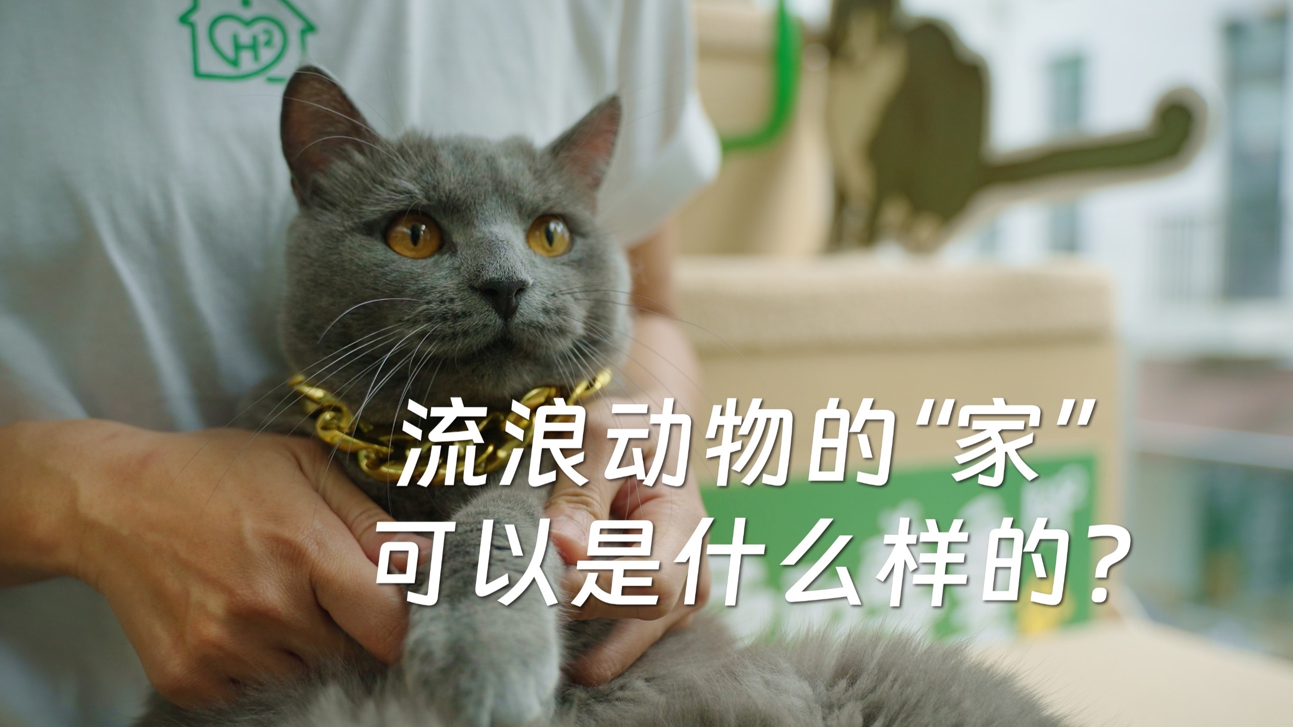 流浪动物的“家”可以是什么样的？