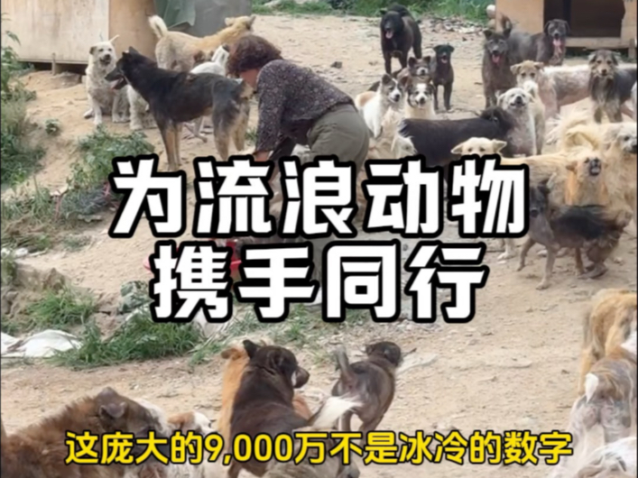 还有9000万个正等待被看见的生命，希望有更多人参与进来，为流浪