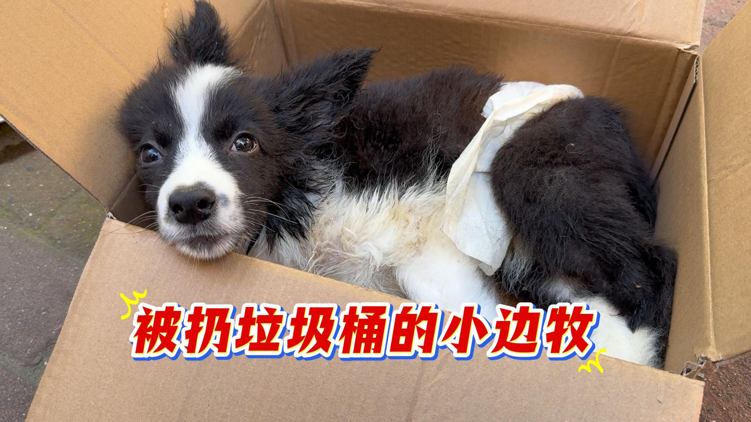 被扔垃圾桶的小边牧，毛孩没有一声叫喊，眼中却充满对世界期待