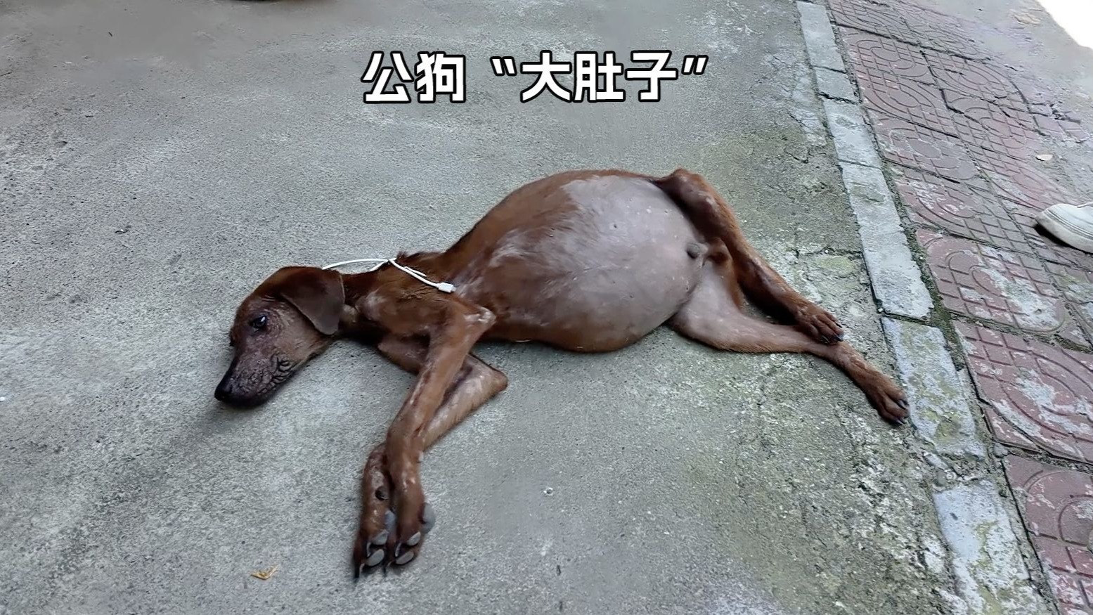 公狗肚子大得像怀孕，到底是咋回事？