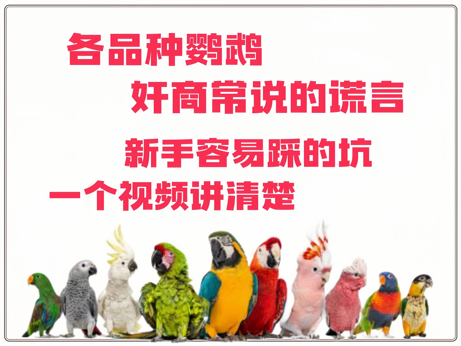 热门鹦鹉品种避雷指南