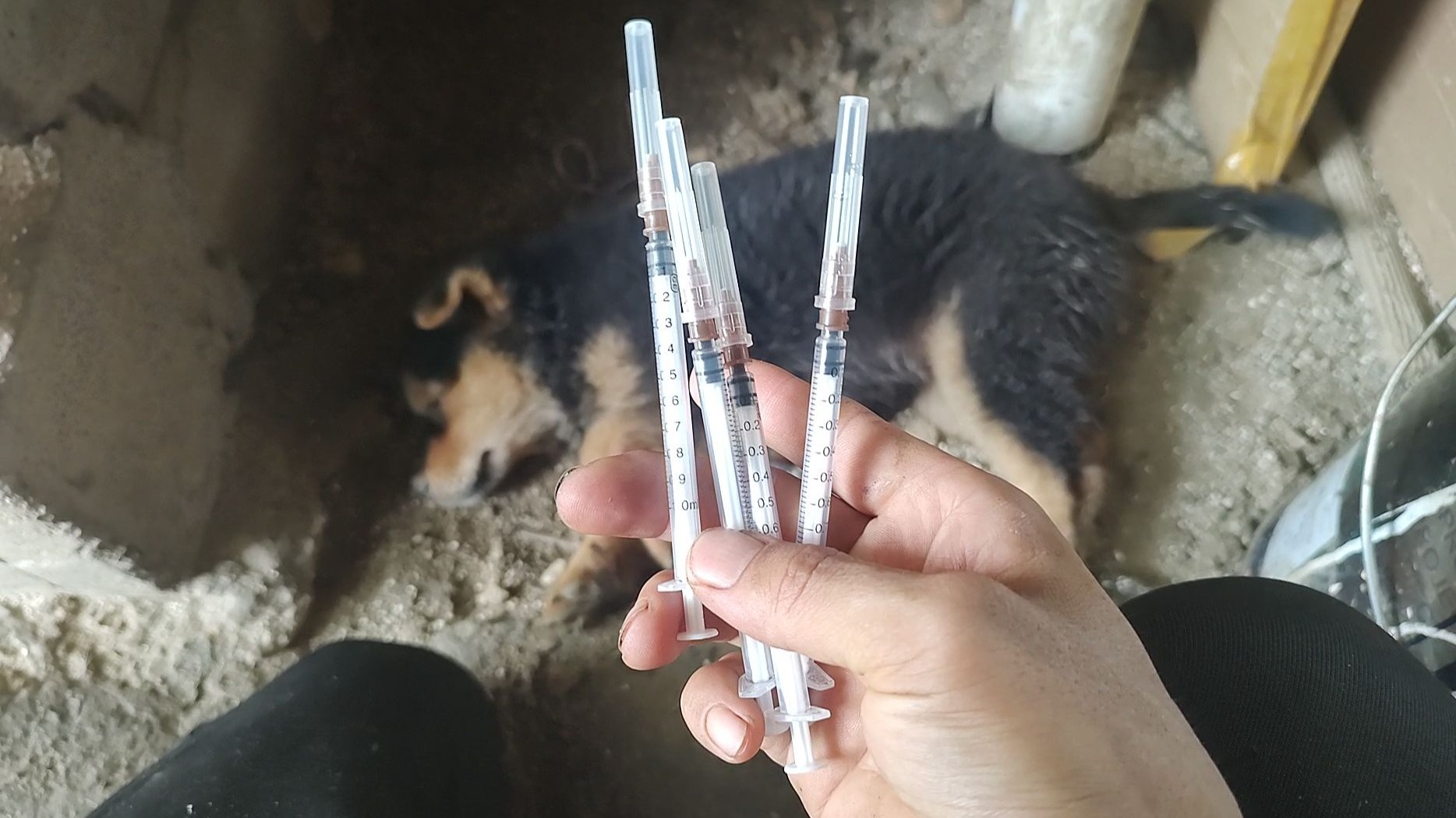 犬瘟日志第十三天：努力活下去的！