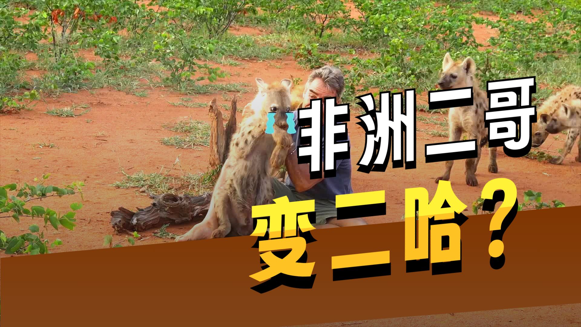 野生摄影师老金的“疯狂日常”！