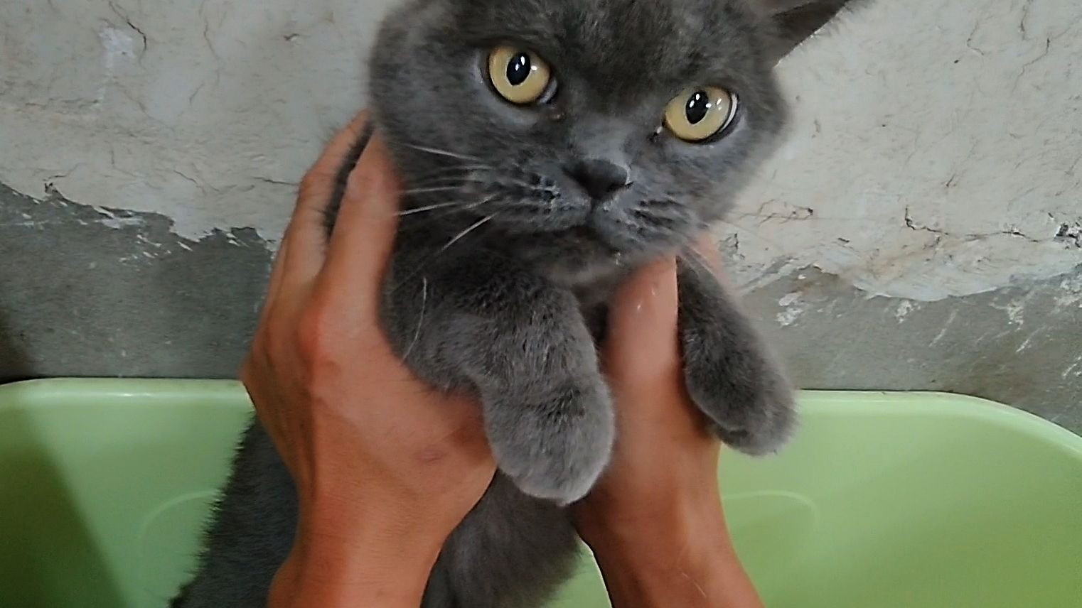 暴雨天小猫齐聚一堂，两强盗见吃就抢，每只猫都个性鲜明无比可爱