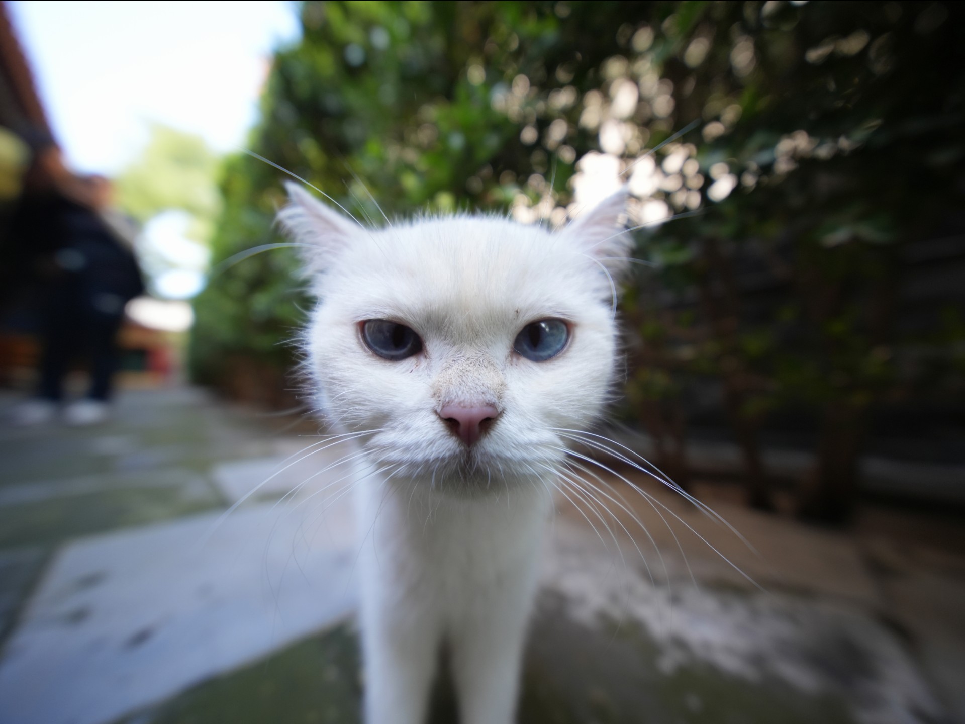 炮轰蓝眼小白的一个下午