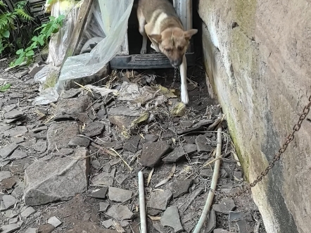 改造一下小花的狗屋，也是贴上地板砖了