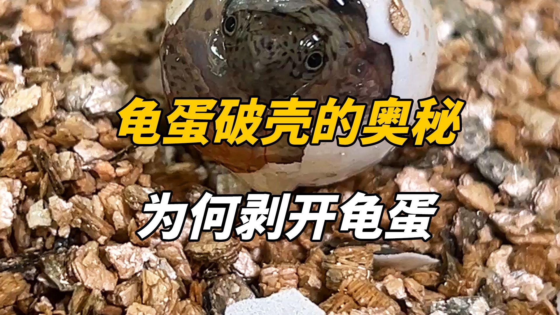 龟龟那么可爱，为何要把它从蛋里剥出来？