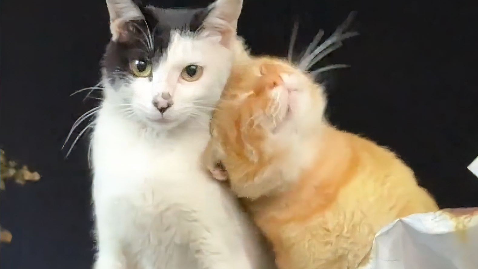 我跟你天下第一好！