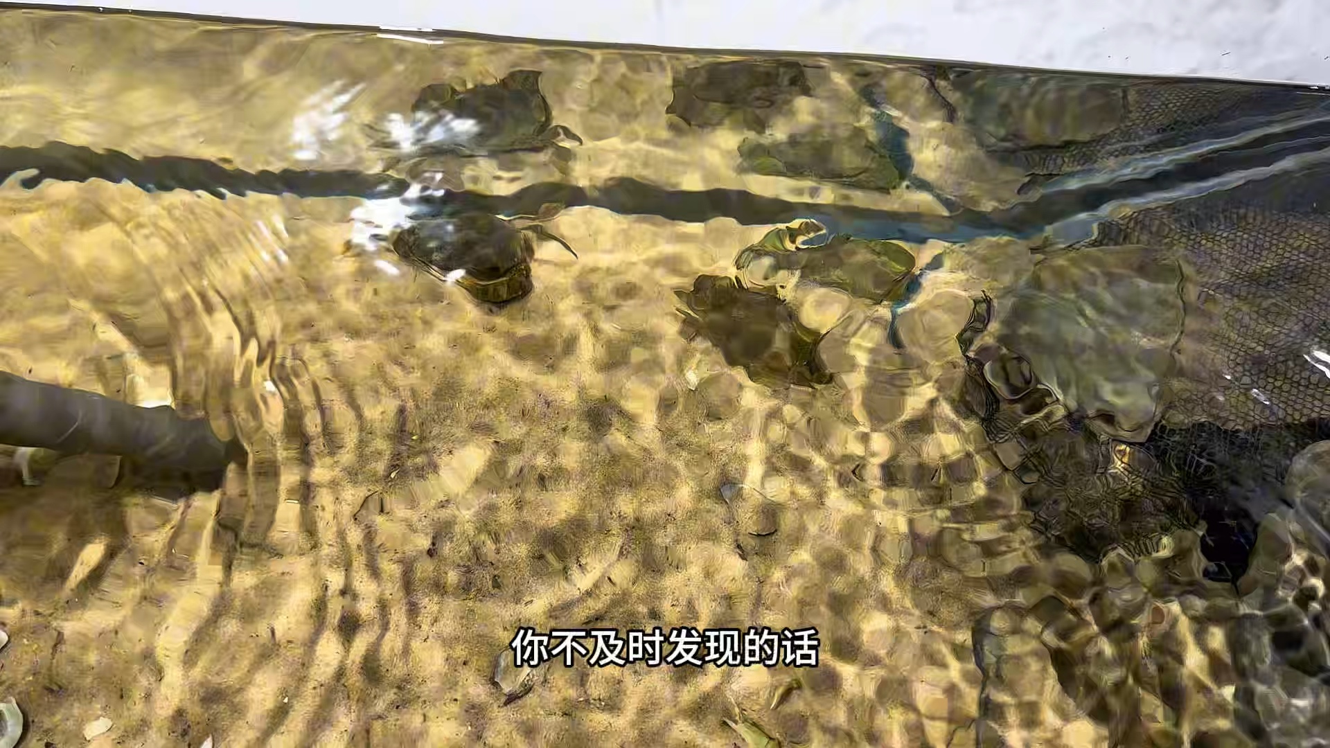 泥巴缸养青蟹第十七天