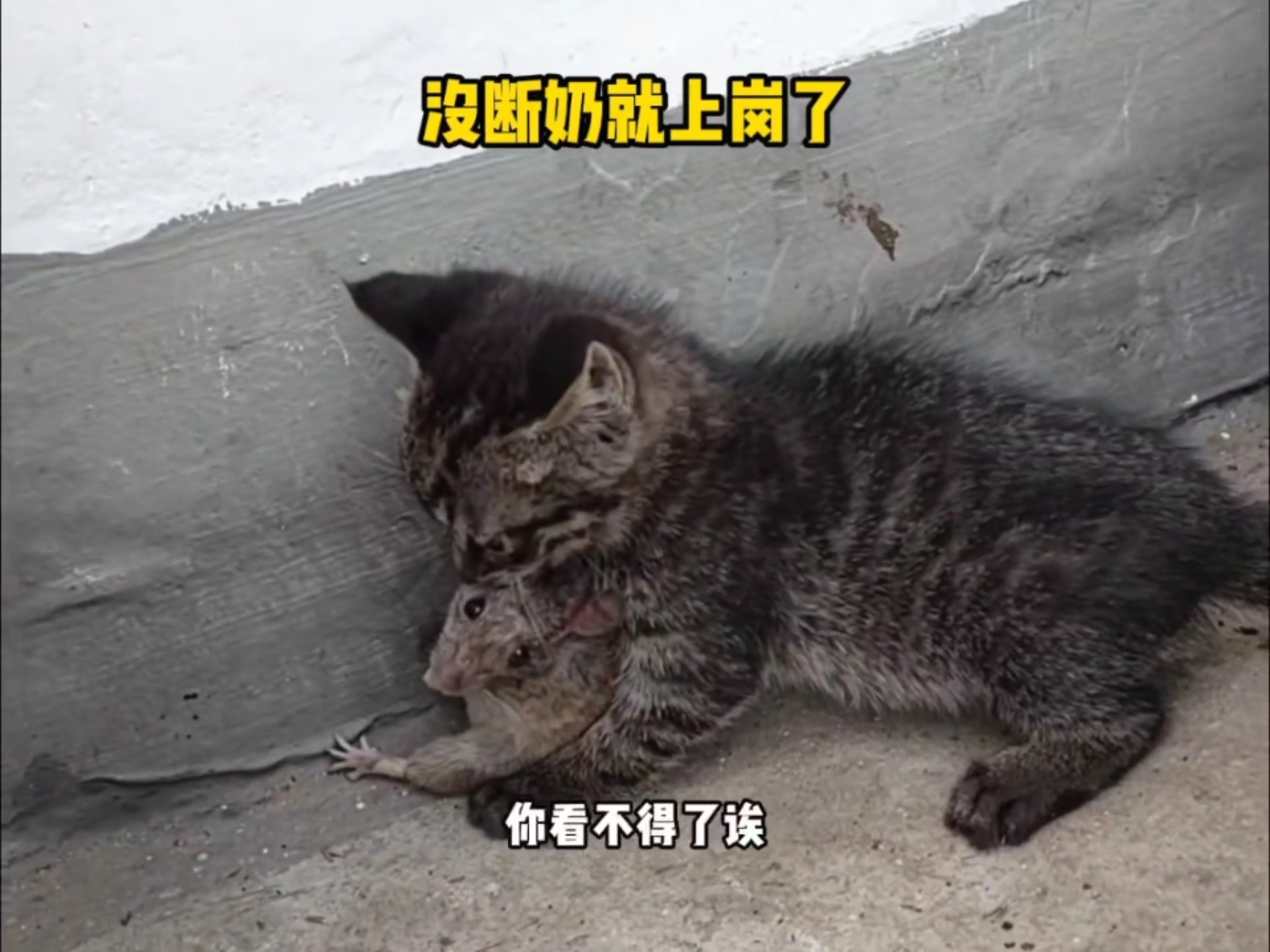 猫抓老鼠高能瞬间，这就是血脉压制！