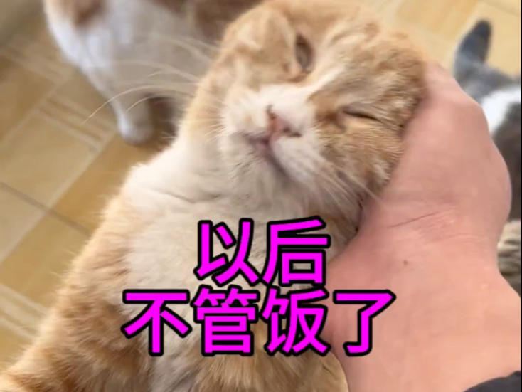 关于我故意不给猫吃饭这件事澄清一下