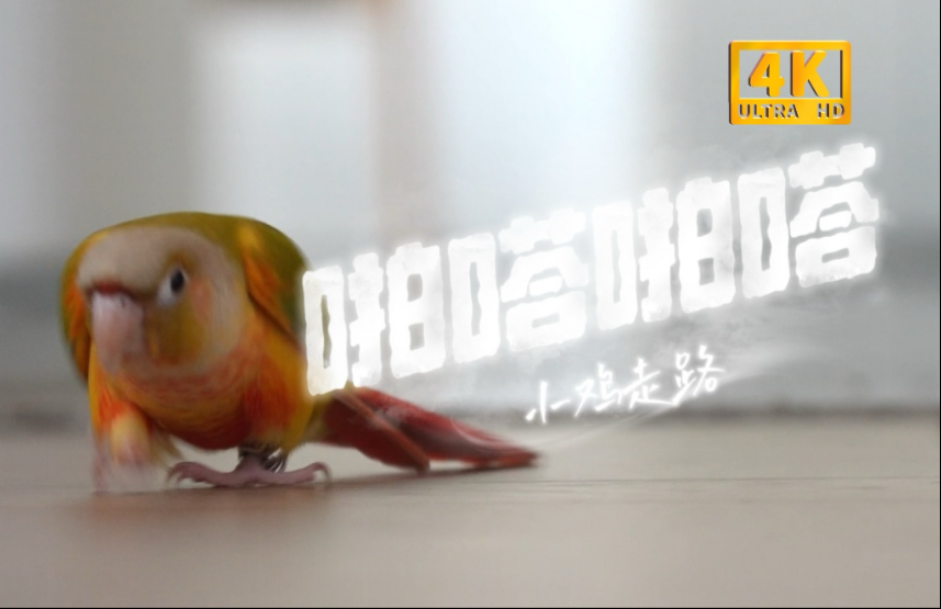 沉浸式听小鸡走路 啪嗒啪嗒