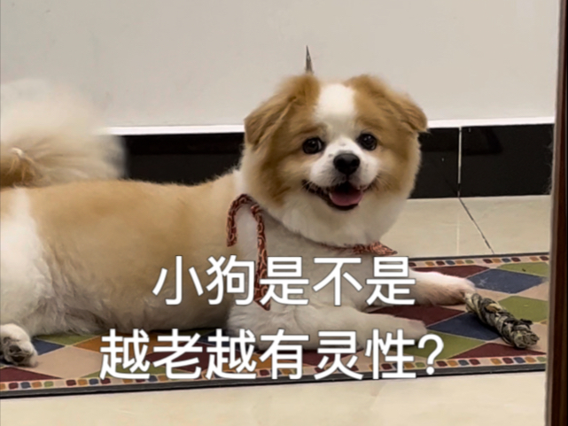 我的天，12岁小狗突然开口说话了