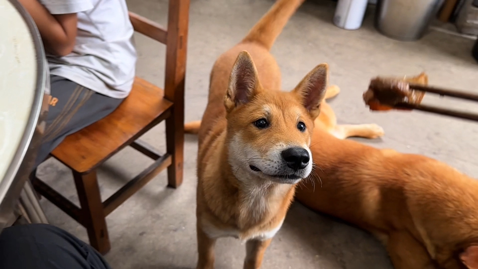 土狗吃不吃筷子上的食物？