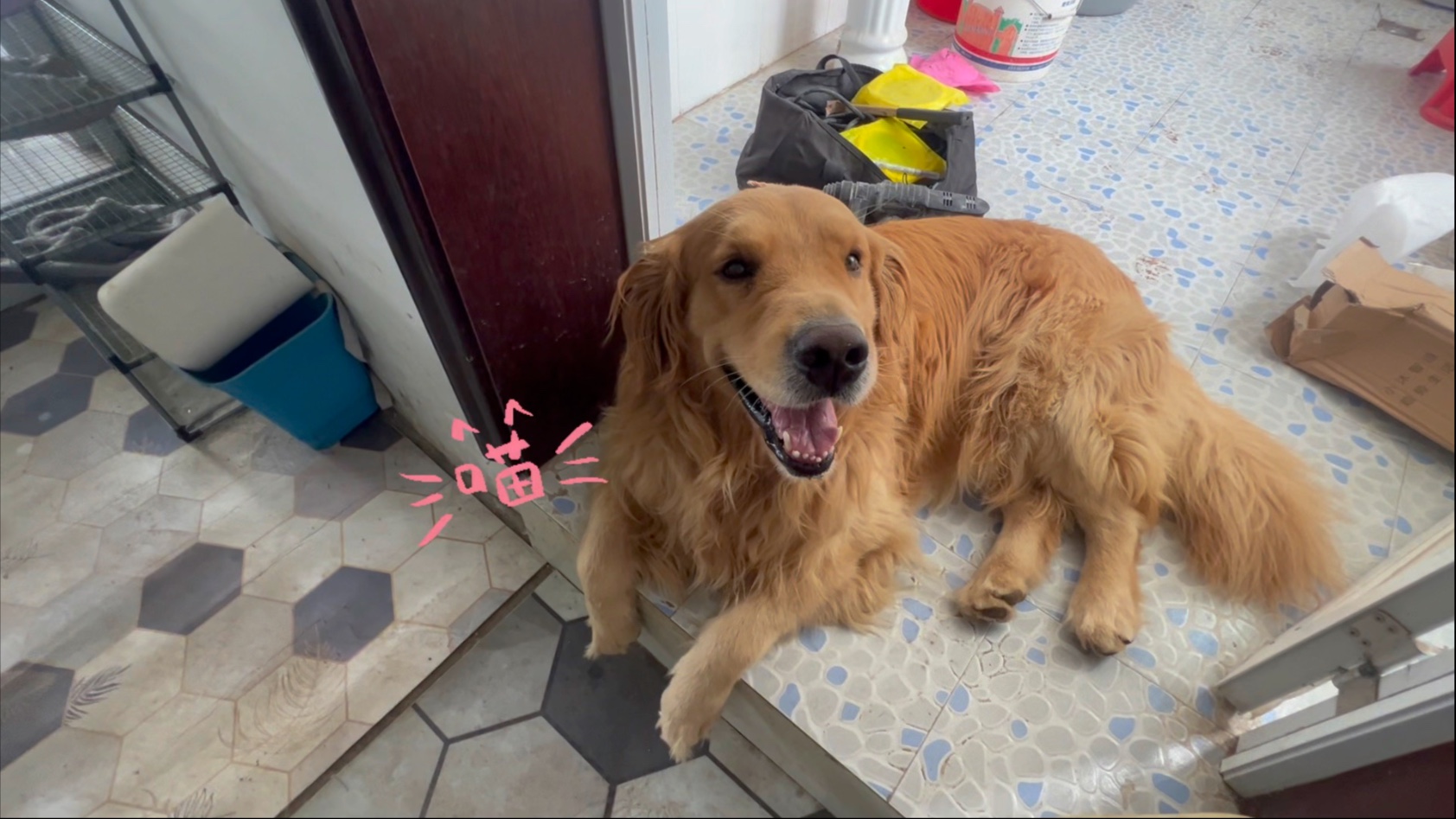 傻狗，家里来人把人家盯了一天，生怕人家把东西顺走