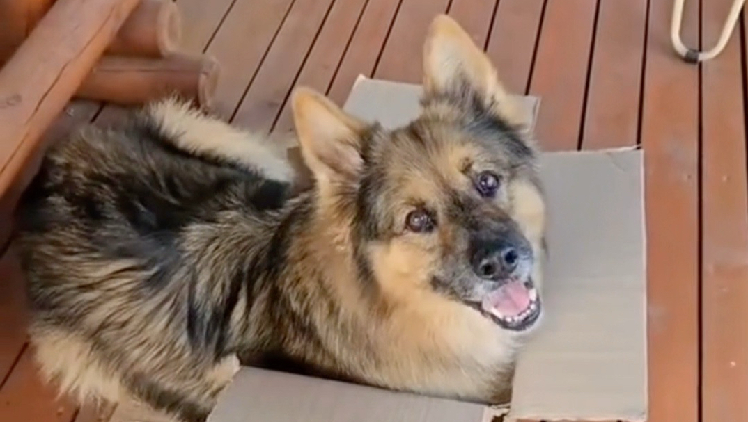 它好像不知道自己duang大一只哎！