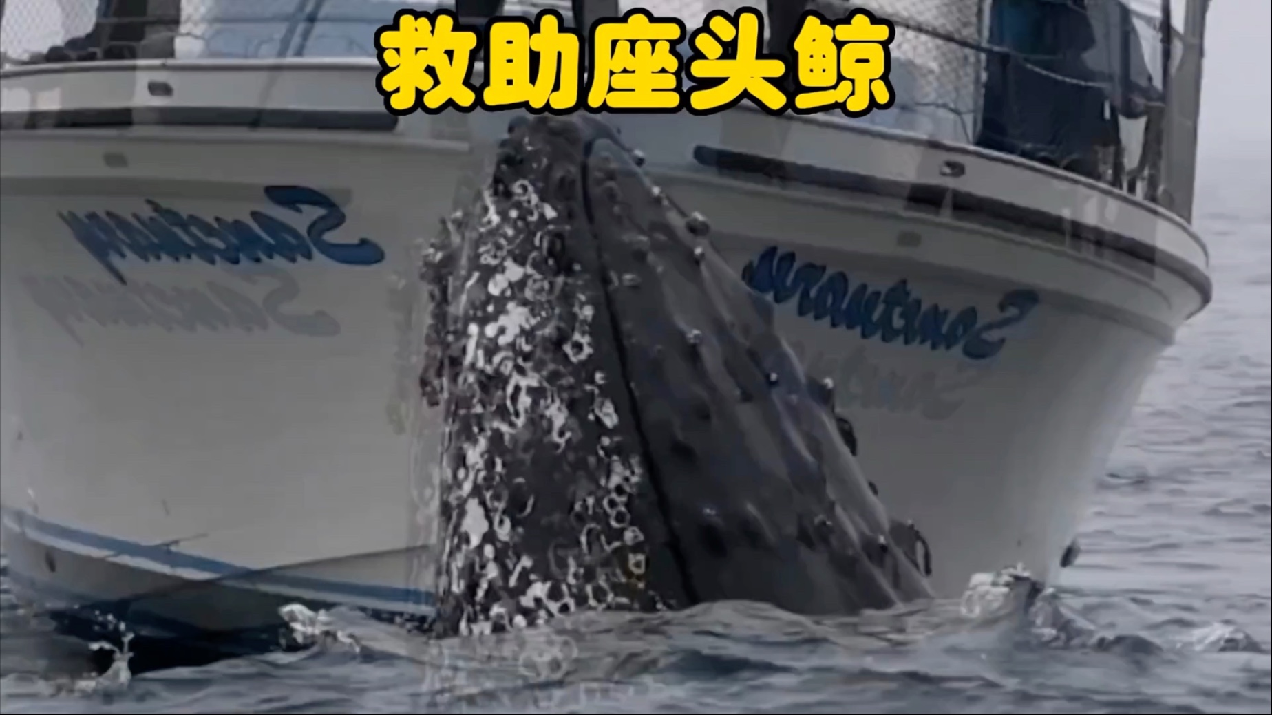 座头鲸不顾危险拦截人类的船只，原因究竟是什么呢？