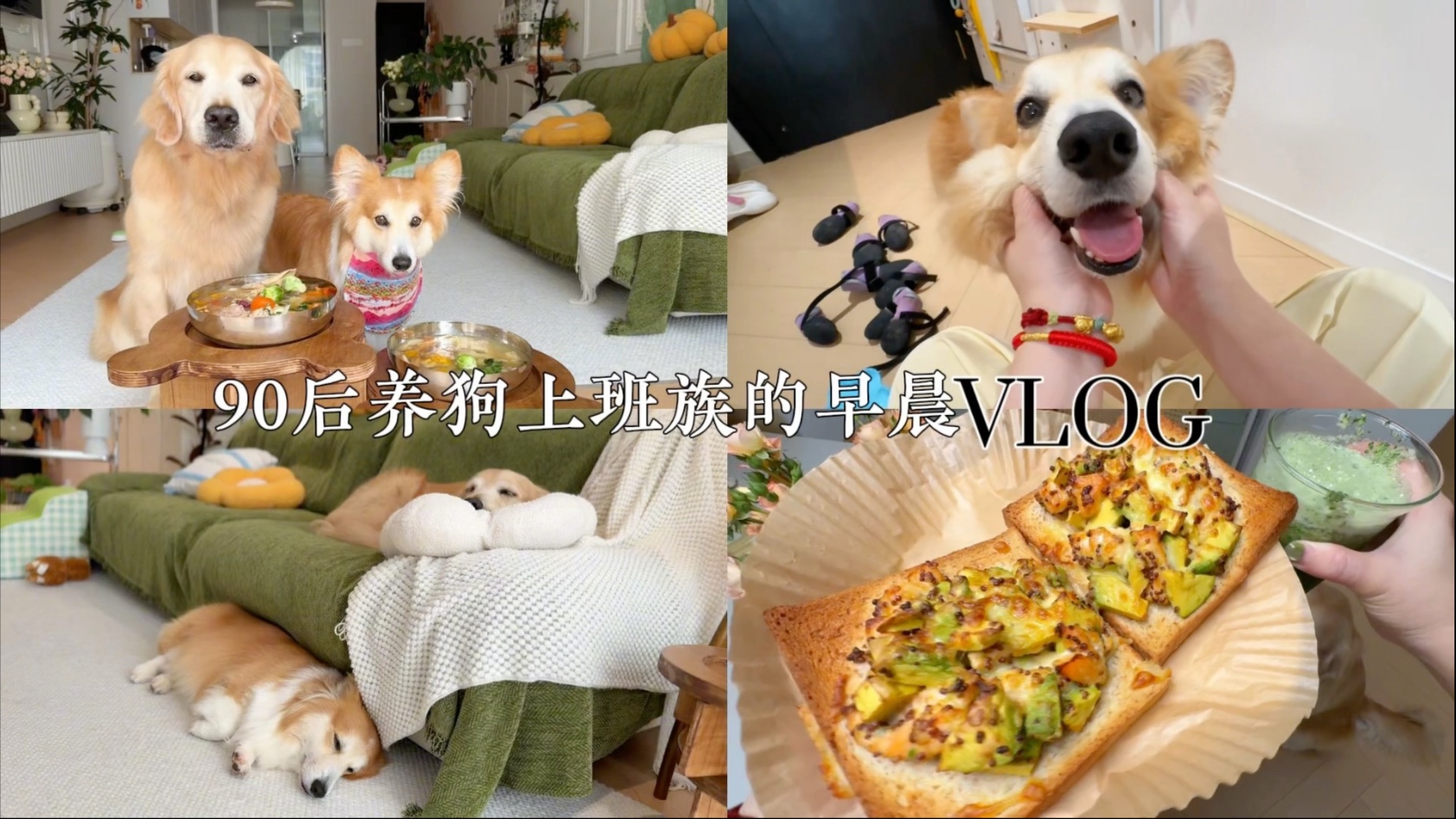 沉浸式养狗vlog！流动的身体才能带动滚烫的人生啊！别想直接做！
