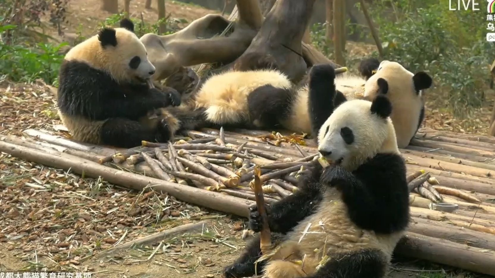 7.31 玖菜叶埋头苦吃，某花摊肚皮晒太阳【pandapia直播】大熊