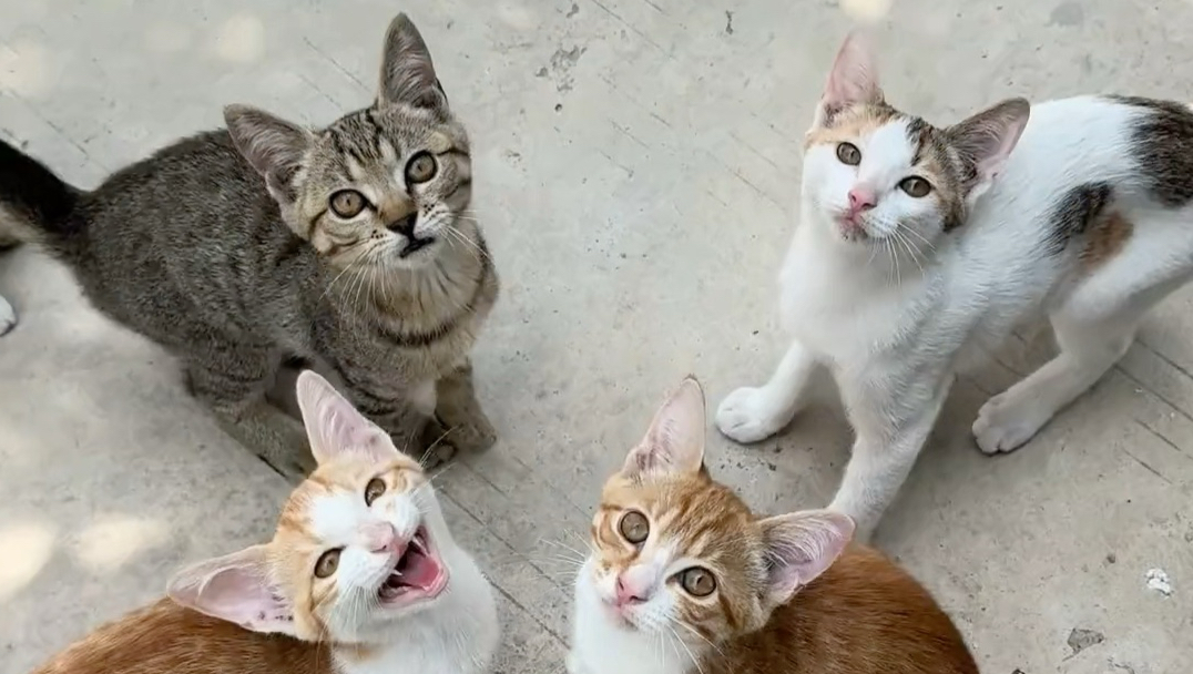 听咪咪，妙妙妙