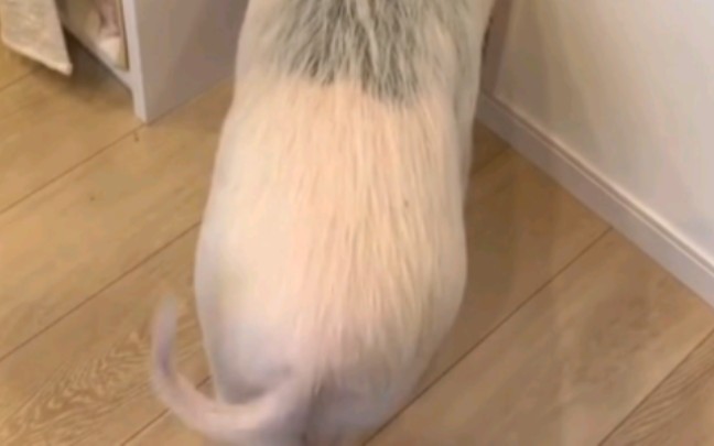 猪猪，翘臀！