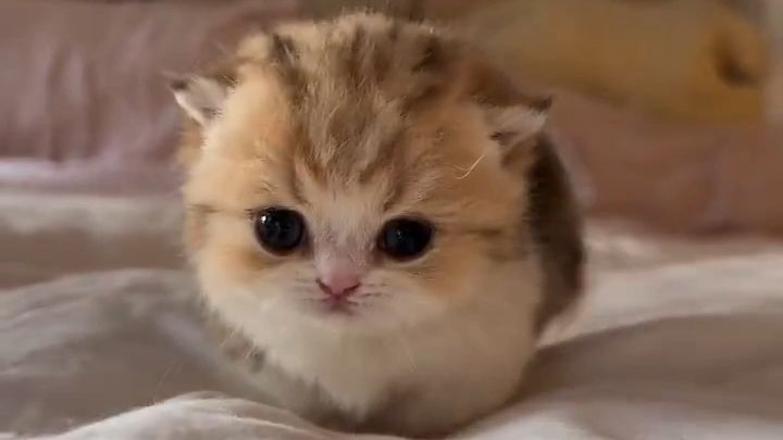 小猫咪来治愈你疲劳的一天啦