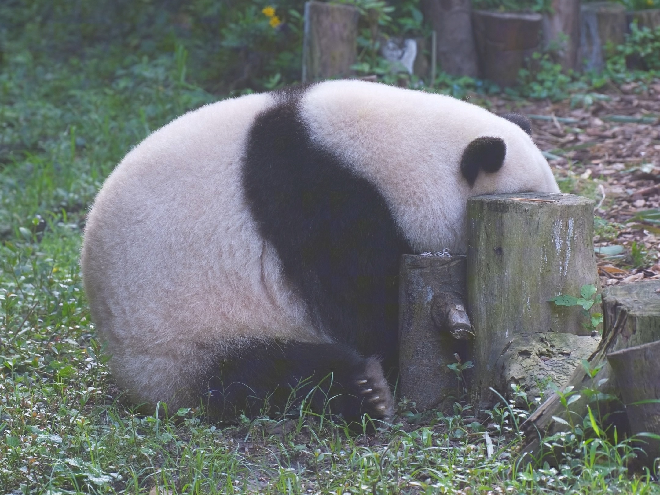 08.12 看，第二轮是熊猫蛋了~