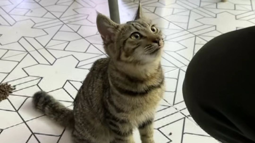 在服务区捡到了只小猫