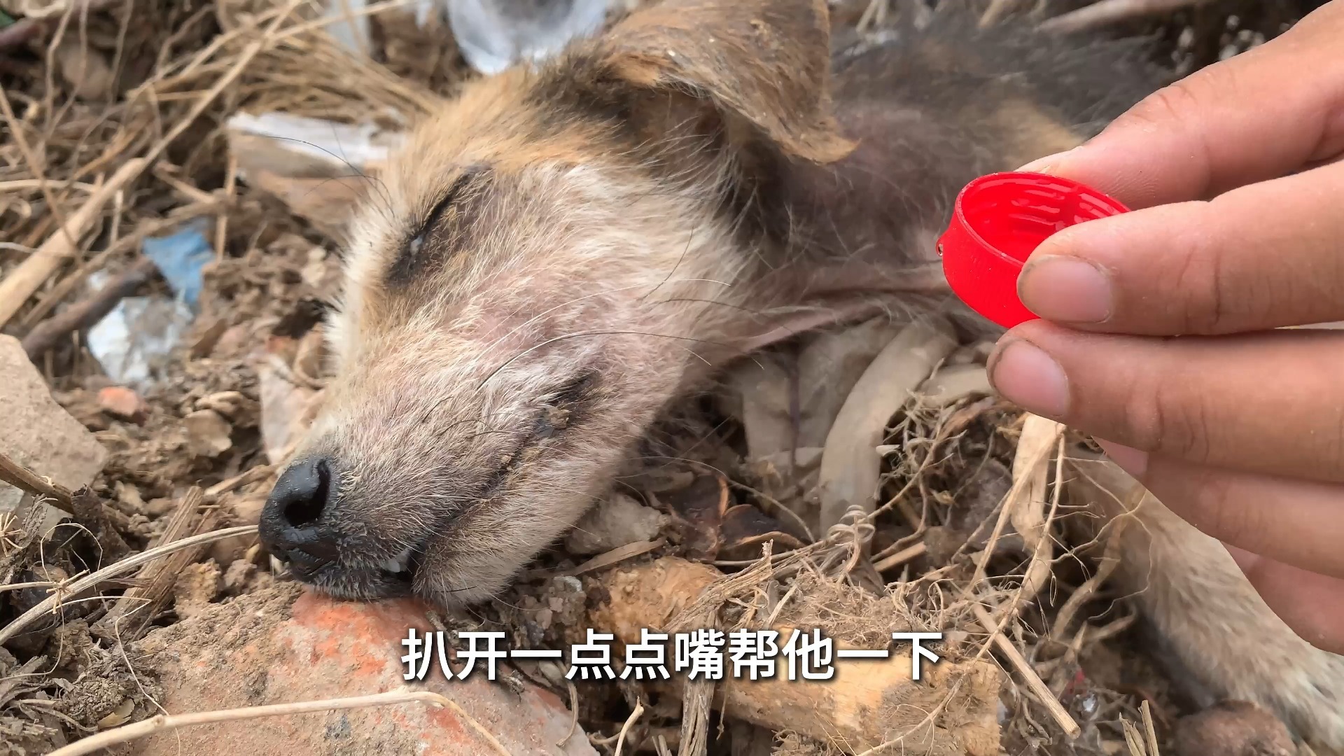 垃圾堆里捡到‘死狗’！它微弱呼吸，泪流不止，只盼它能挺过来！