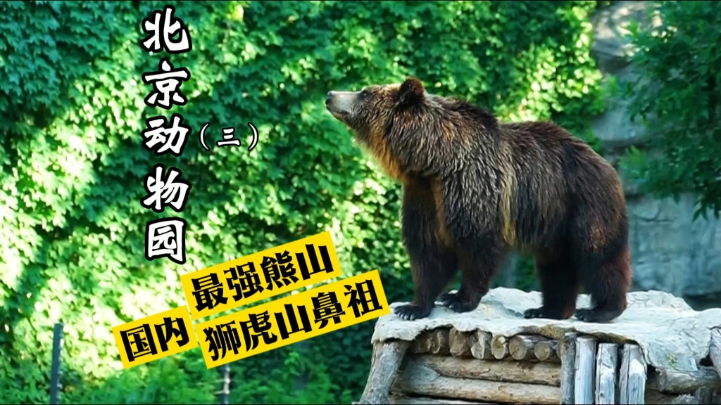 当国内最强熊山已成惊叹号，北动猛兽区还剩下什么