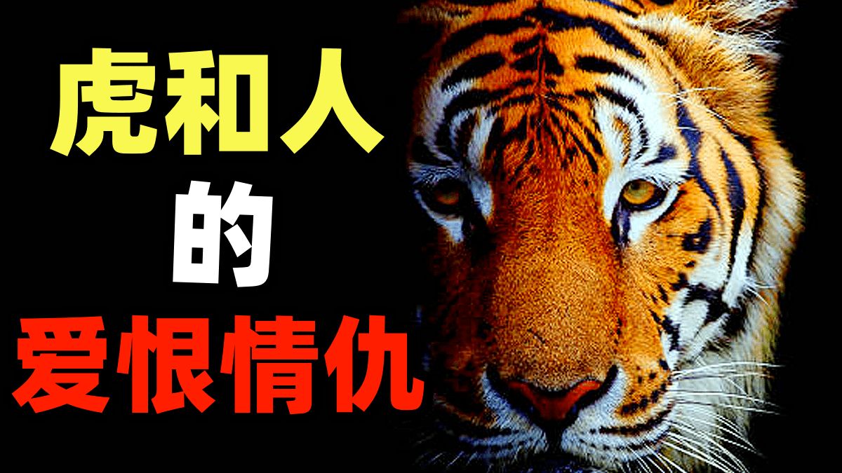 人类文化中魅力四射的虎，因此遭受了哪些灭顶之灾？