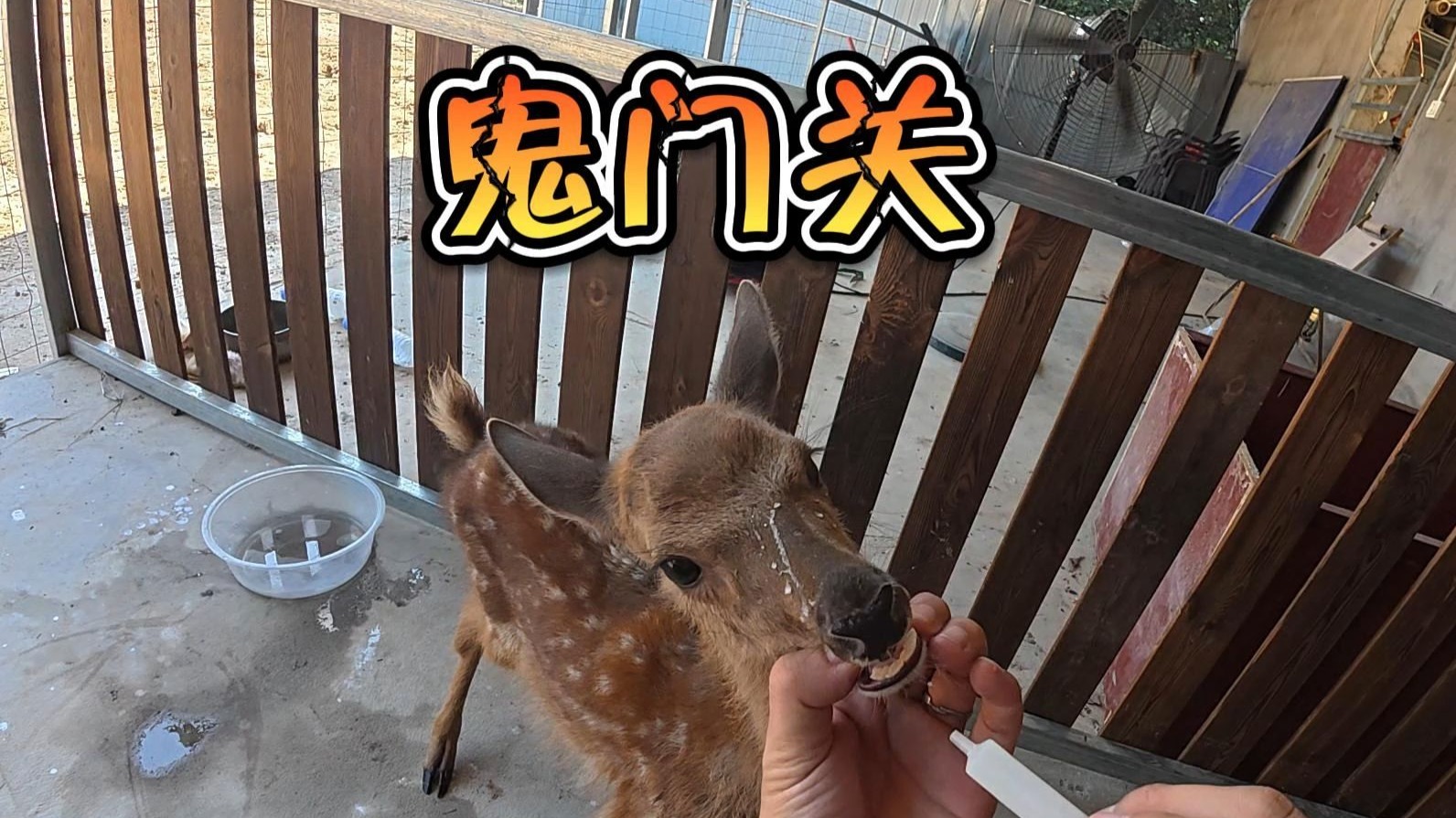 小梅花鹿这次真是走了趟鬼门关！
